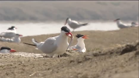 Gaviotas-Y-Charranes-Cerca-De-Un-Abrevadero-2