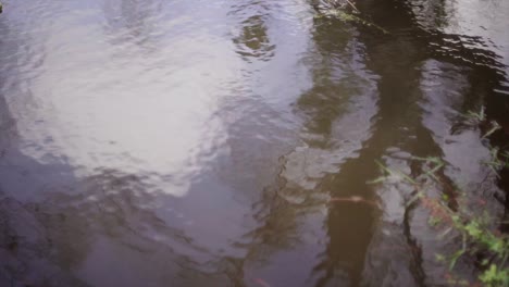 ripples-in-the-wind-of-a-pond