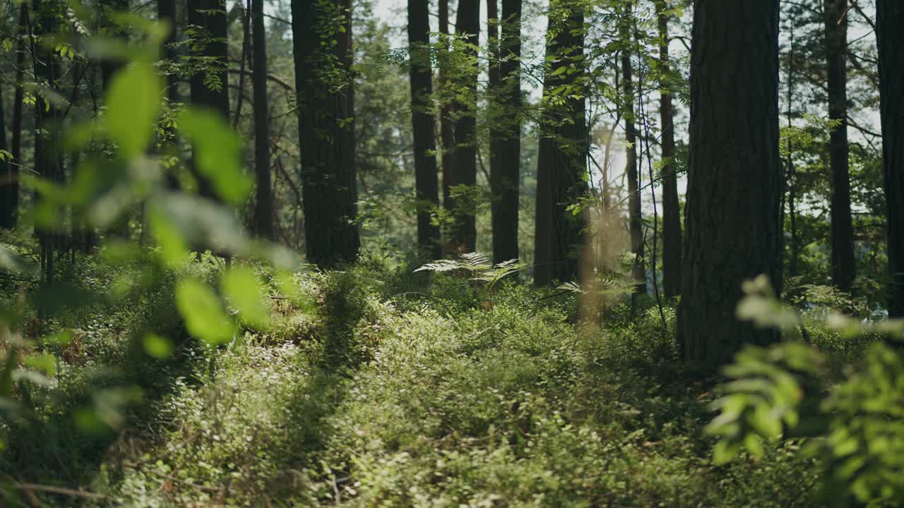 La luce del giorno filtra attraverso gli alberi frondosi in una pacifica scena forestale deserta