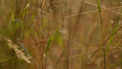 golden hour grass field