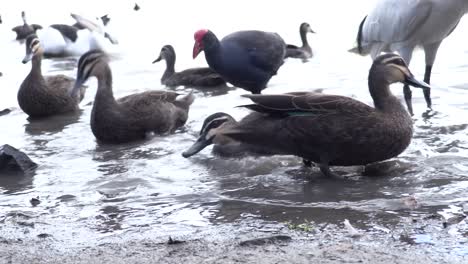 Pájaros-Alimentándose-Al-Borde-De-Una-Laguna