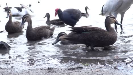 pájaros alimentándose al borde de una laguna