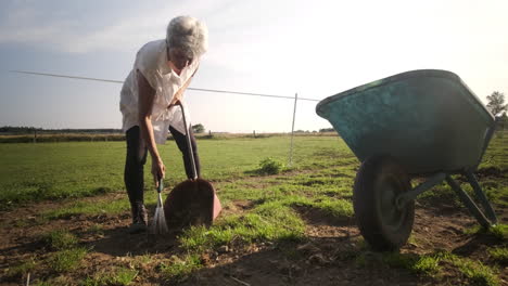 witness the diligence of an elderly woman as she uses a spade to pick up horse dung, tending to the farm with responsibility