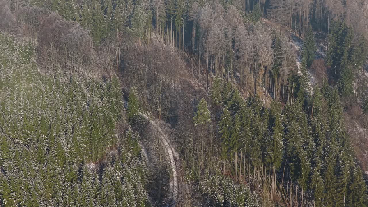 A forest covered in snow from a bird's eye view. A path leading through trees into the thick green wilderness