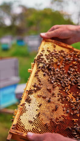 male hands turn the frame with dark honeycombs. bee family covering the frame is held by bare hands. apiary in blur at backdrop. vertical video