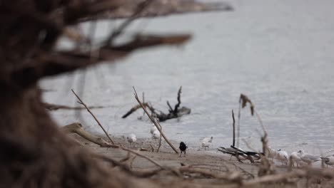 Schwarm-Kleiner-Vögel,-Die-Am-Strand-Nach-Futter-Suchen-Und-Alte-Äste-Ans-Ufer-Gespült-Haben