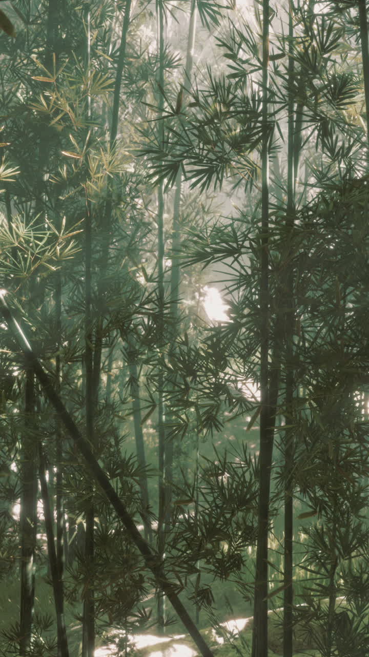 la luz del sol brillando a través de un denso bosque de bambú