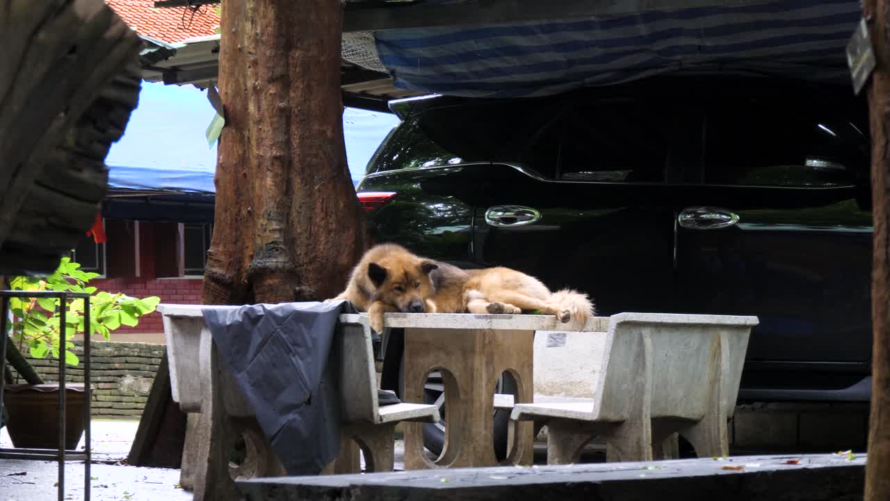 Dog resting on a stone table in temple courtyard, Wat Umong, Chiang Mai, Thailand