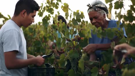 harvesting grapes in the vineyard: dedicated workers collaborate in gathering bunches of fresh fruit for a bountiful yield and sustainable future