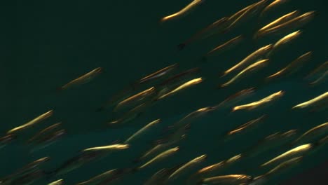 toma submarina de una escuela de pequeños peces nadando rápidamente