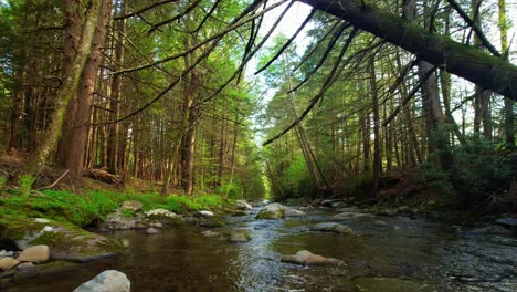 low angle drone footage of a beautiful stream in a lush, green, magical forest