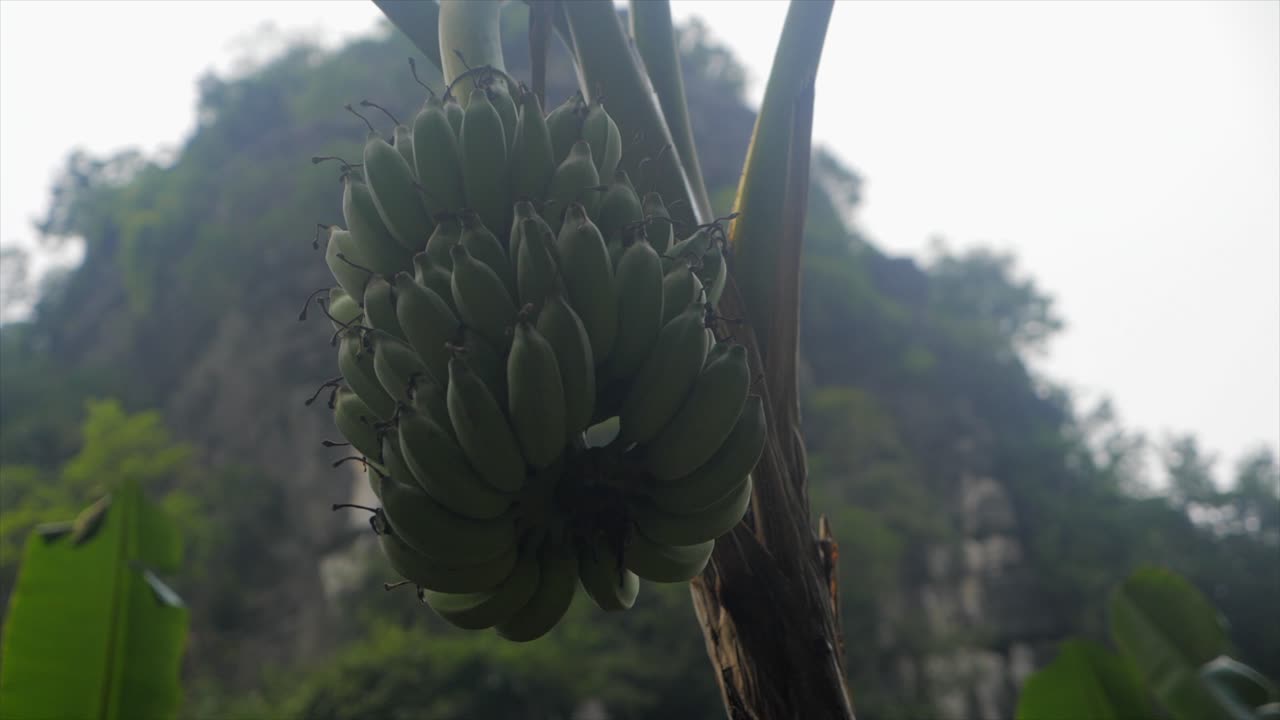 A bunch of bananas in a tree in Bali