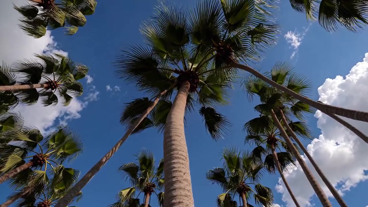 Vista dal basso di palme tropicali contro un cielo blu