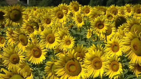 Feld-Mit-Im-Wind-Tanzenden-Sonnenblumen