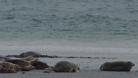 Group-of-wild-seals-moving-towards-ocean-water-on-sandy-beach,-static-view