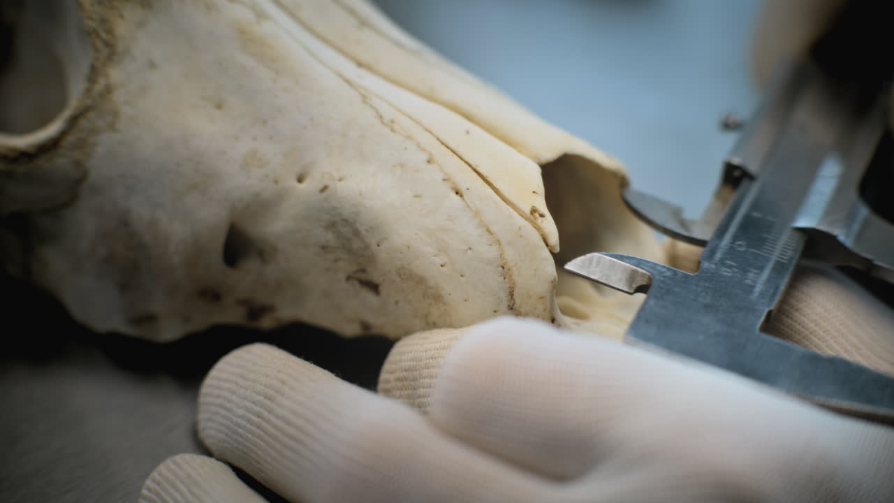 Measuring Animal Skull