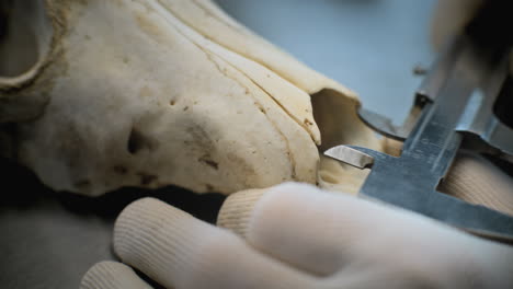 medición de un cráneo animal en un entorno de laboratorio