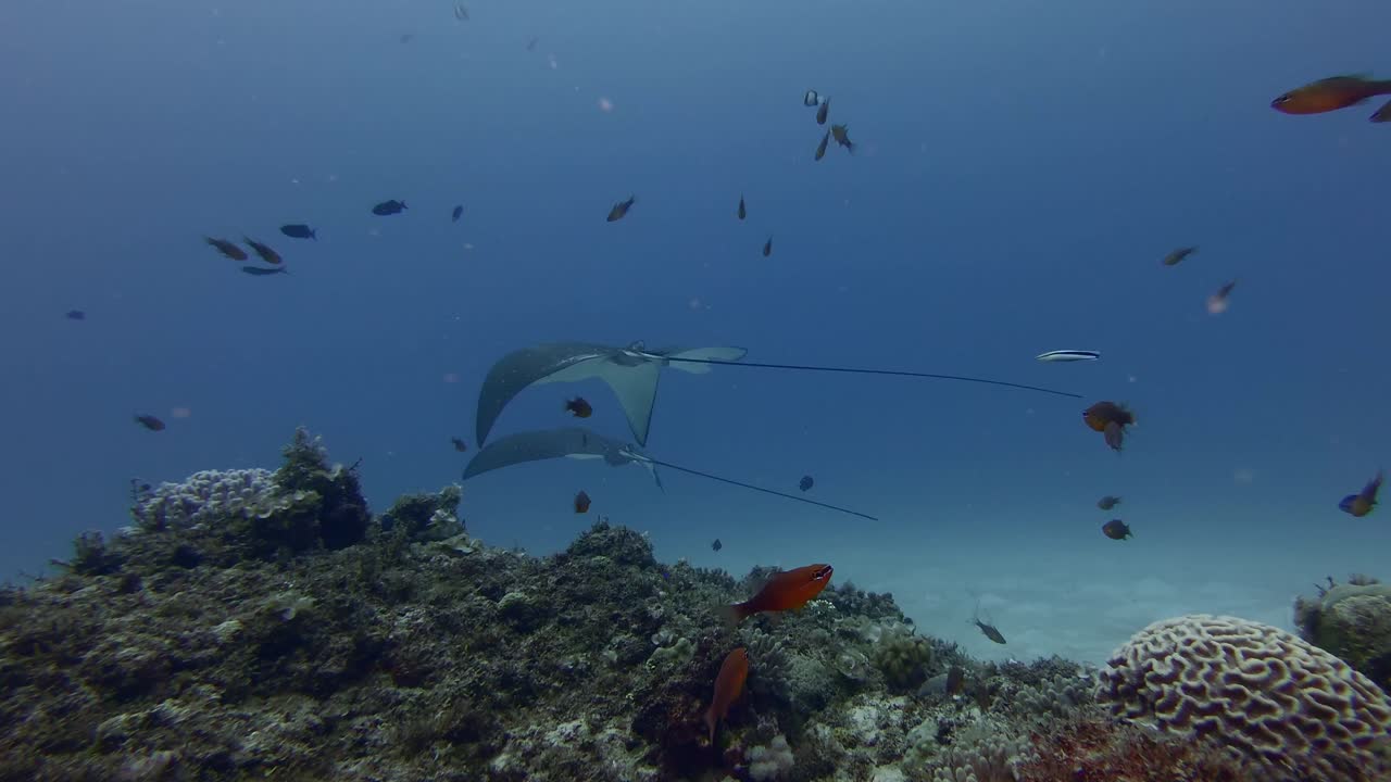 en las aguas poco profundas alrededor de la isla de mauricio, las rayas águila nadan tranquilamente en imágenes submarinas.