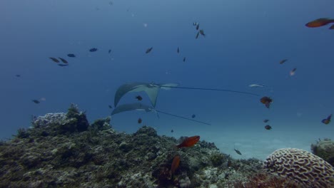 In-shallow-waters-around-Mauritius-Island,-eagle-rays-leisurely-swim-in-underwater-footage