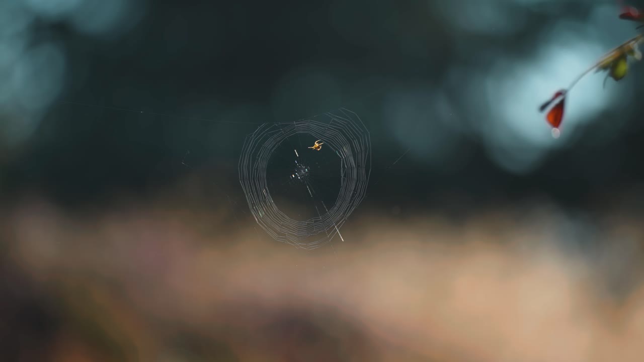 가지 사이 에 매달려 있는 은 거미줄 에 있는 작은 거미