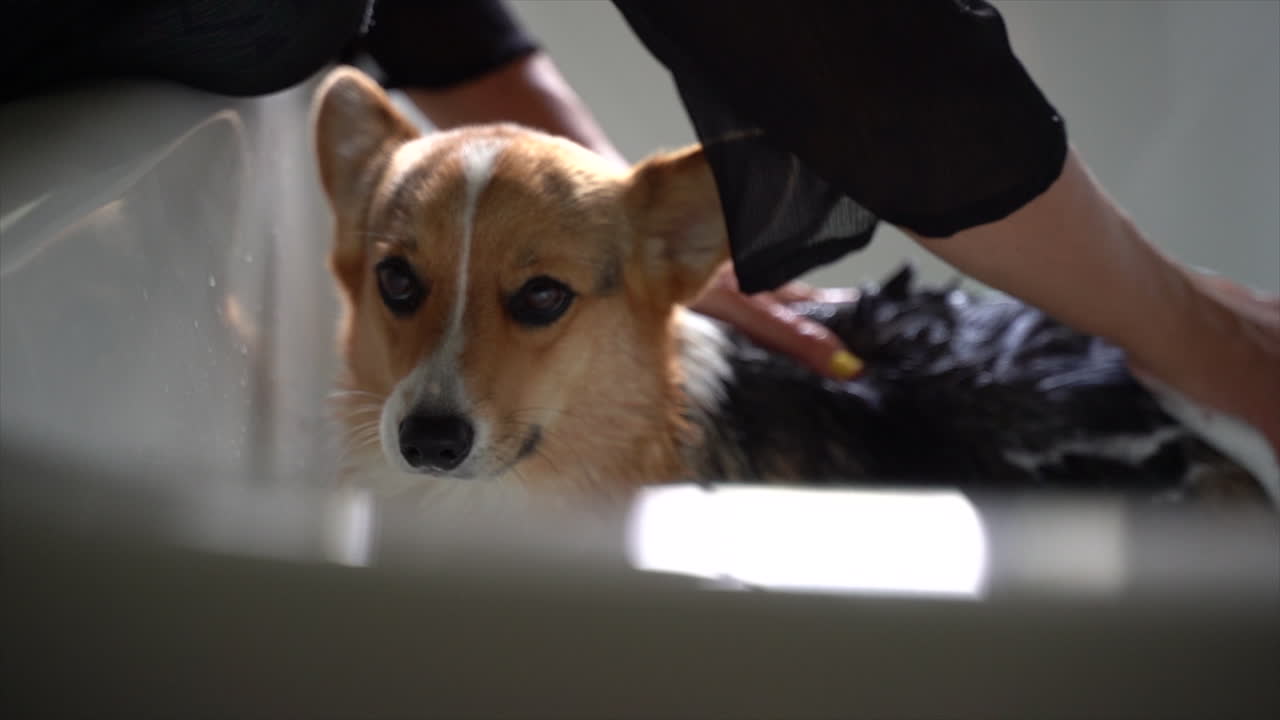 South African Woman washing Corgi dog 02