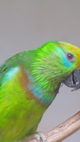 a green parrot in the amazon forests vertical vide 2023 11 27 05 37 23 utc.mov | amazon, america, animal, ara
