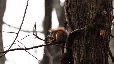 toma estática de una ardilla roja comiendo una nuez con la cola hacia arriba mientras nieva