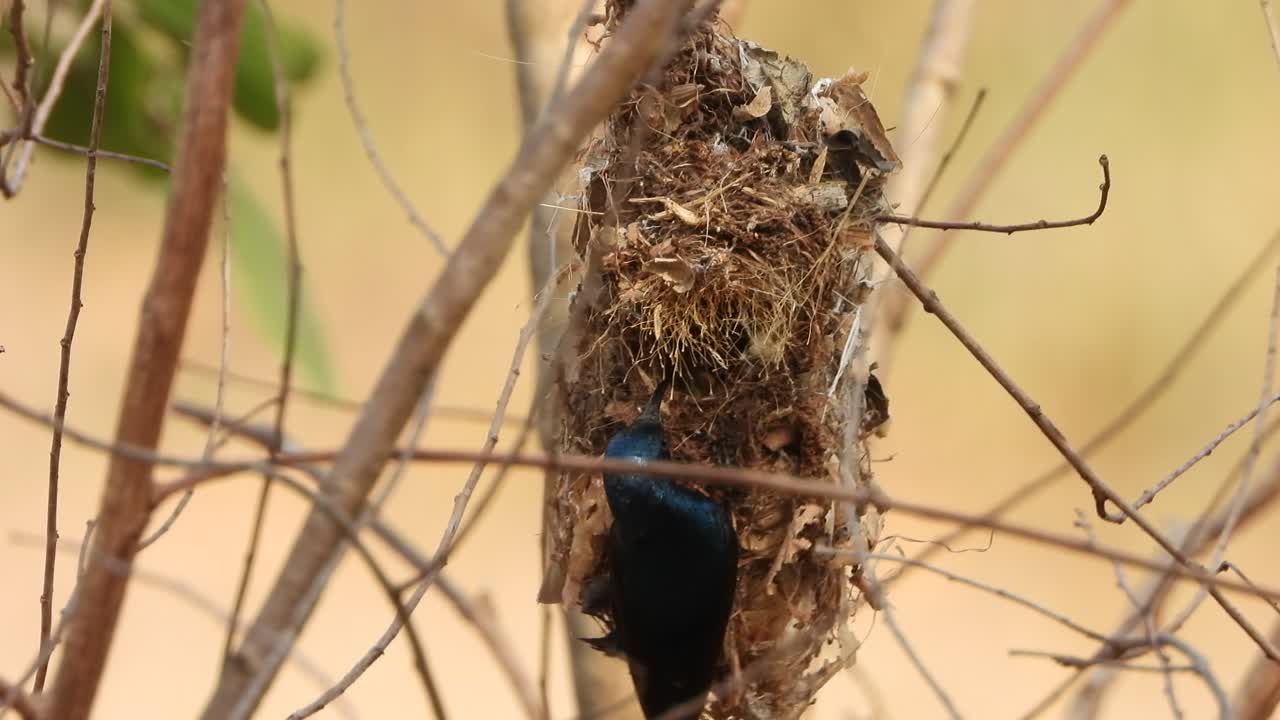 colibrí alimentando comida para pájaro bebé