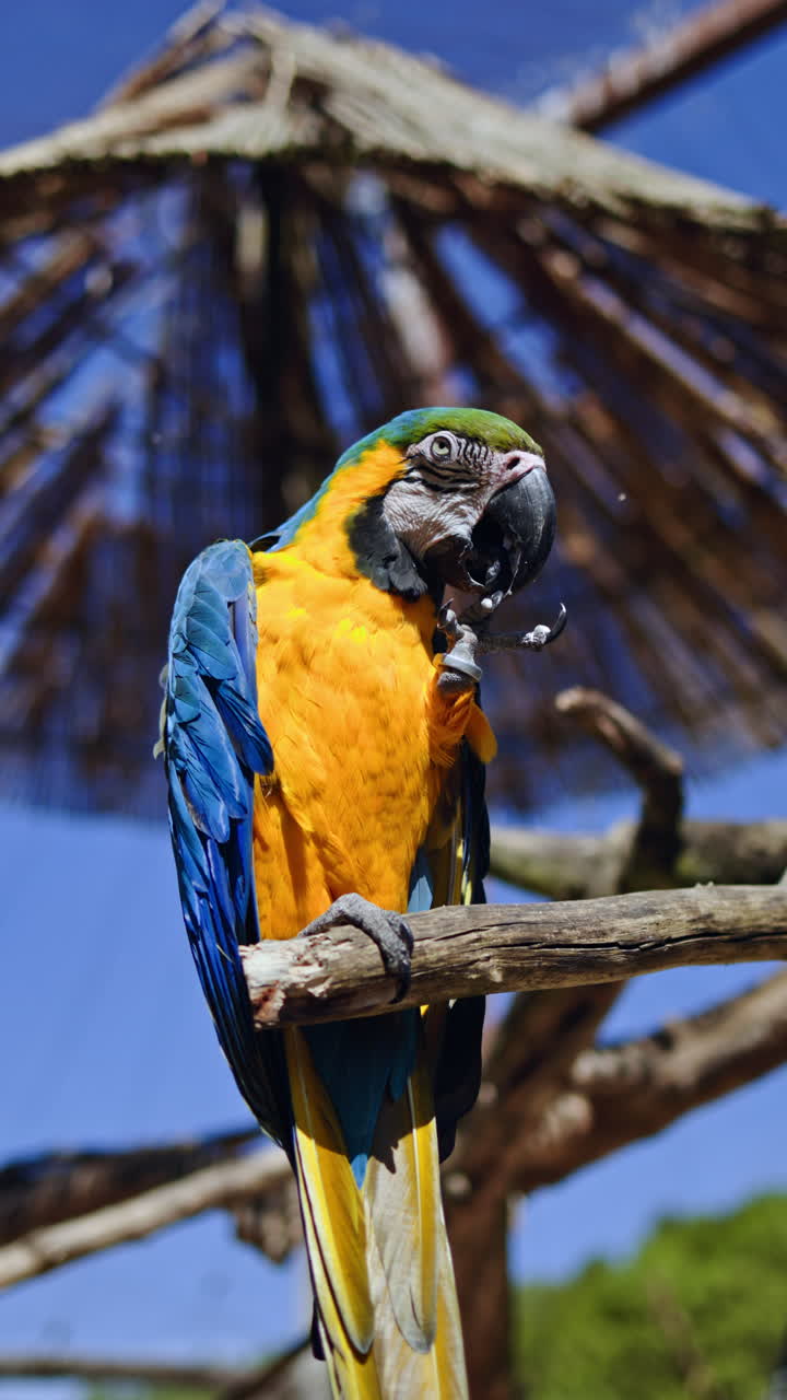 Un pappagallo Ara vibrante e colorato si gusta uno spuntino delizioso nel suo lussureggiante habitat tropicale, mettendo splendidamente in mostra la diversità delle specie aviatorie con le sue piume straordinariamente lucenti in evidenza