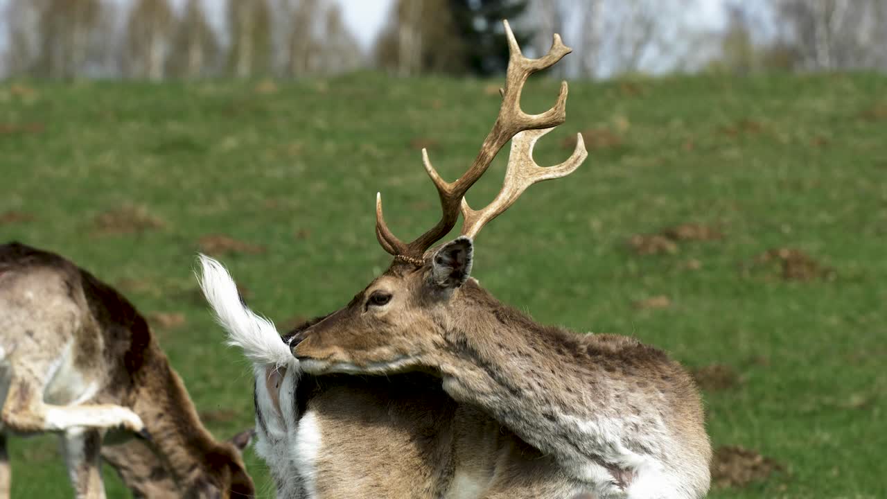 ciervo en barbecho con grandes cuernos comiendo, día soleado de primavera, concepto de vida silvestre, disparo de primer plano de cámara lenta de mano media
