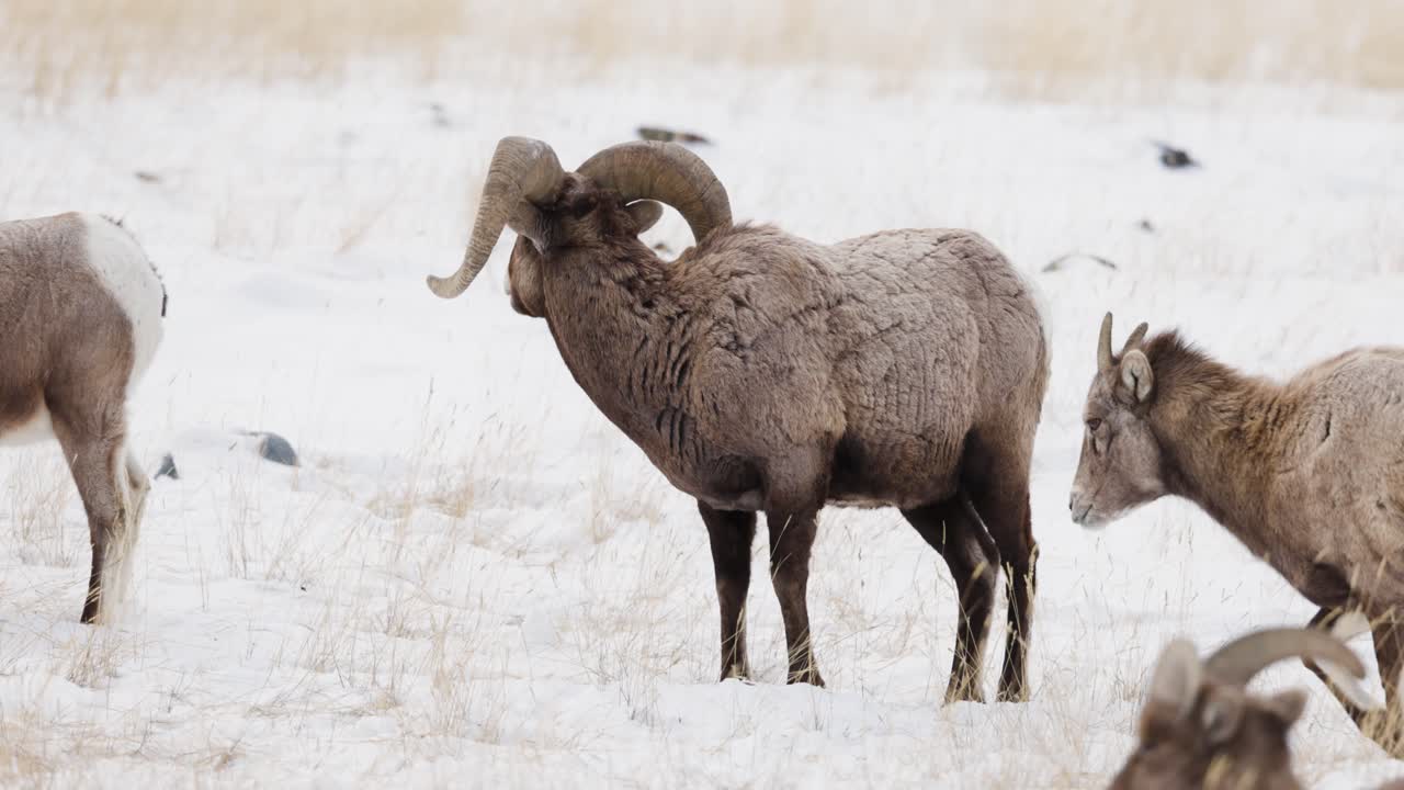 Bighornfår, der græsser om vinteren i Montana