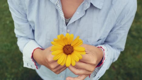 Hände-Halten-Gelbe-Blume,-Nahaufnahme,-Zentraler-Rahmen