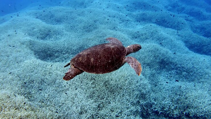 A beautiful brown Sea Turtle swimming right above the bed of corals - underwater