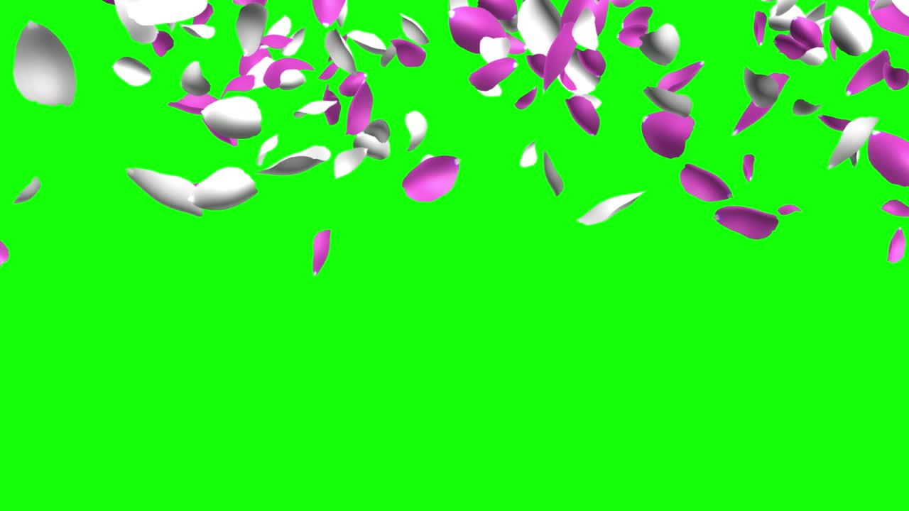 Pink and White Flower Petals Falling on Green Screen
