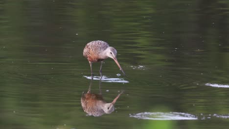 a hudsonian godwit feeding in the late evening light in a lake