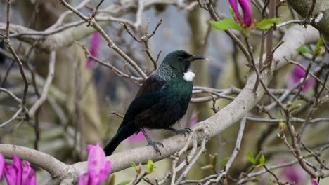 Tūī-Vogel-In-Neuseeland,-Der-In-Zeitlupe-Einen-Baum-Beschneidet