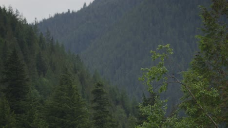 Winkende-Bäume-In-Einem-Gebirgspass