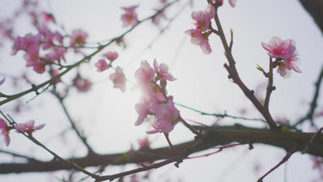 las flores rosas en primavera