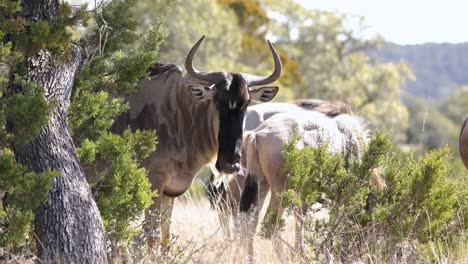 Wildebeest-herd-on-Savannah-grassland-plains-on-sunny-day