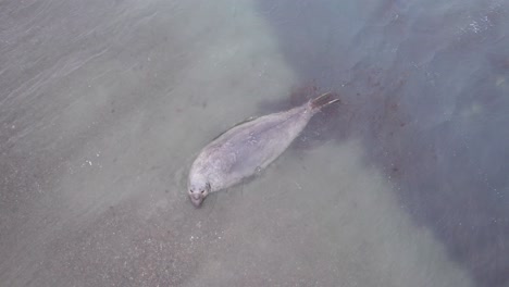 Waves-pushing-in-a-Male-Elephant-seal-on-to-the-coast-during-their-advance-and-then-recede-back