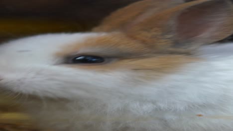 close-up of a young rabbit
