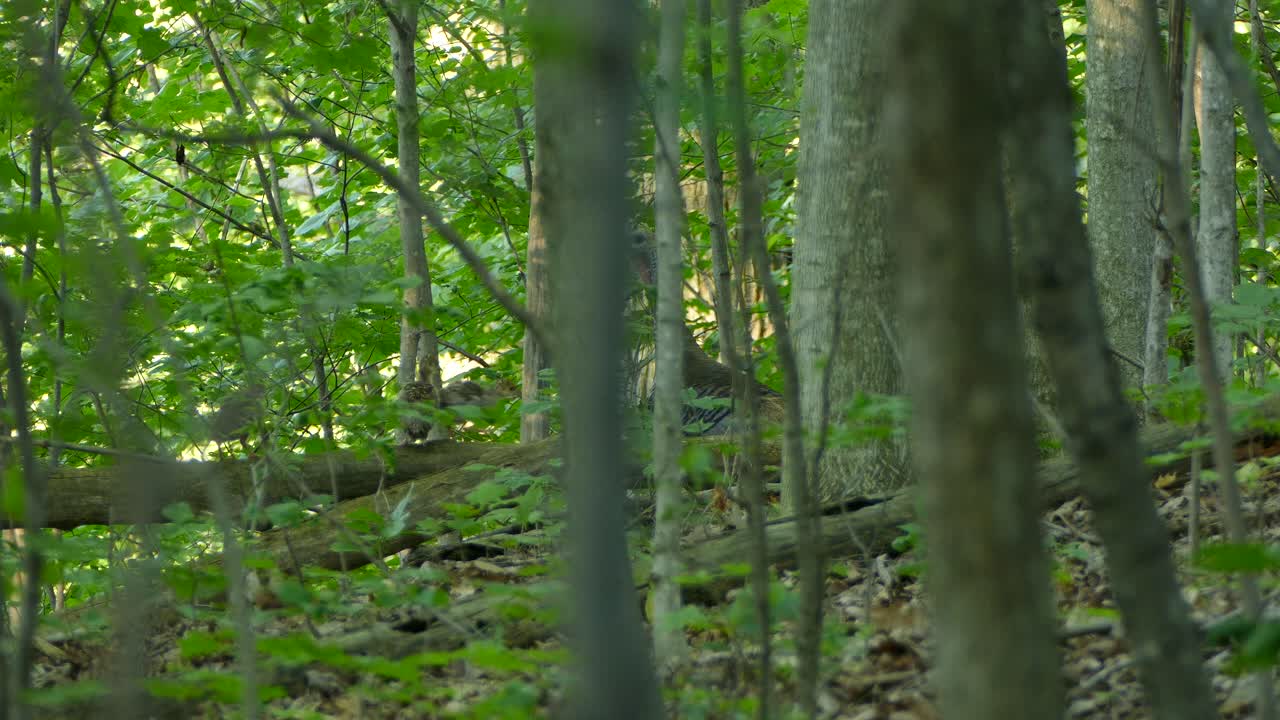 lindos bebés de pavo salvaje y mamá gallina en el bosque explorando