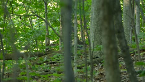 Cute-wild-turkey-babies-and-mother-hen-in-the-woods-exploring