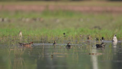 Bandada-De-Patos-Alimentándose-En-La-Mañana