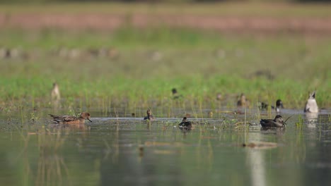 flock of ducks feeding in morning