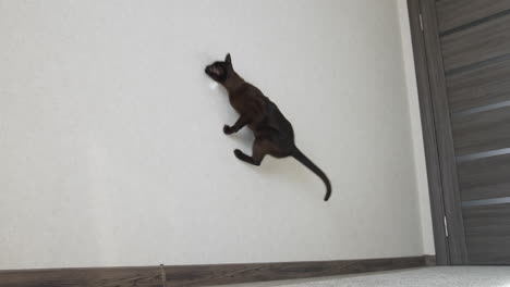 pretty playful small cat. cute fluffy kitty playing indoor.