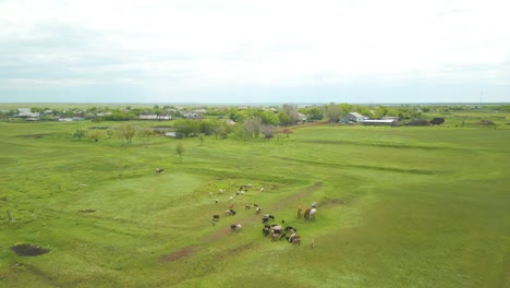 Vista-Superior-De-Las-Vacas-Pastan-En-Pastos-Verdes-Cerca-De-La-Aldea-Rural