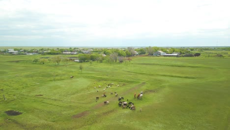 above view of cows graze on green pasture land near rural village