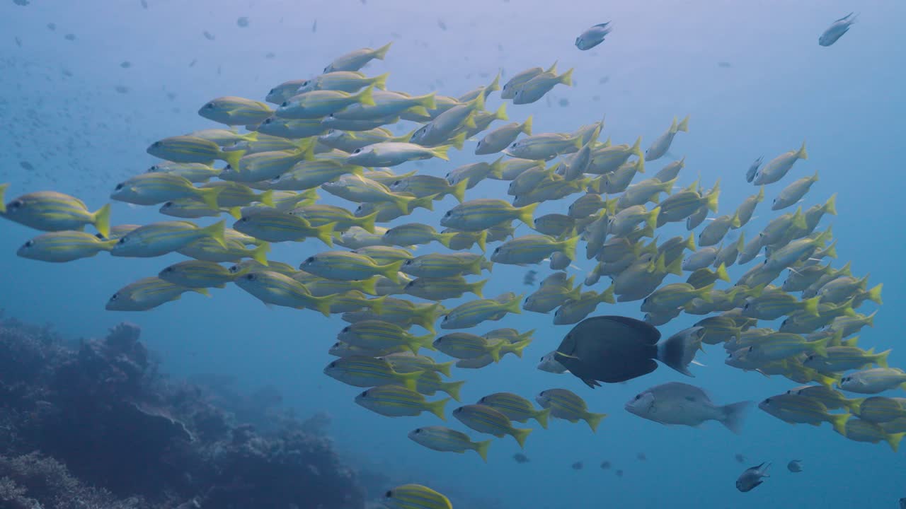 Prise de vue sous-marine d'un grand banc de vivaneaux à rayures bleues nageant près d'un récif corallien dans les eaux tropicales.