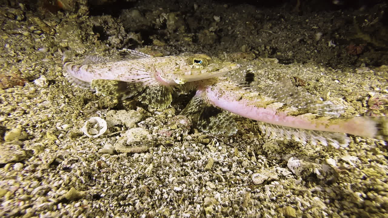 Flatheads during their mating dance: The two fish lie side by side, mirrored, and circle each other with synchronous movements